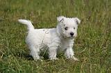 WESTIE 514
